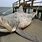World's Largest Bull Shark