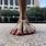 World's Largest Feet
