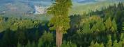 World's Tallest Tree Hyperion Location
