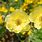 Yellow Anemone Flower