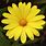 Yellow Daisy-Like Flowers