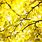 Yellow Leaf Wallpaper