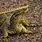 Yellow Monitor Lizard