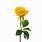 Yellow Rose with Stem