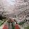 Yokohama Japan Cherry Blossoms