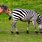 Zebra a Horse