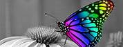 Zedge Free Wallpapers for Desktop Butterflies