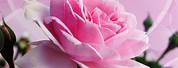 iPhone Wallpaper Flowers Rose
