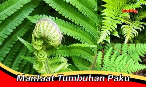 Manfaat Tumbuhan Paku
