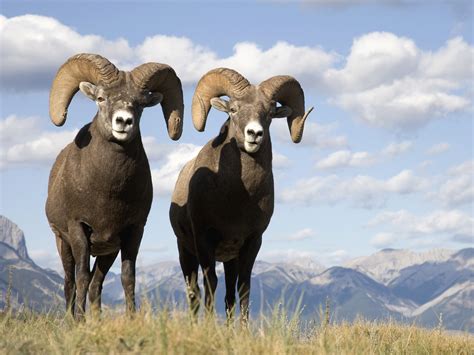 Bighorn sheep