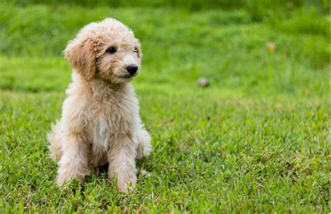 Mini goldendoodles