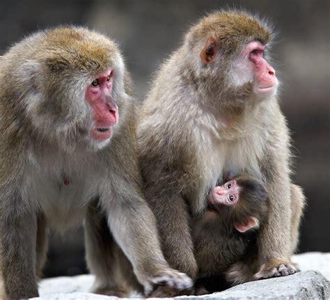 Snow monkeys