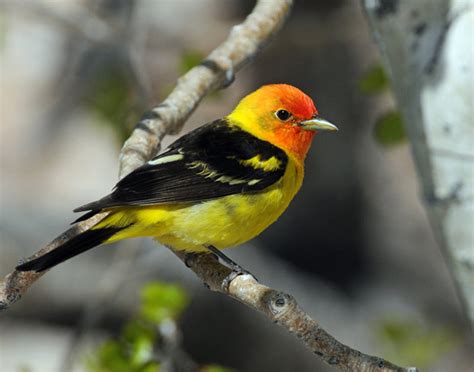 Western tanagers