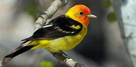 Western tanagers