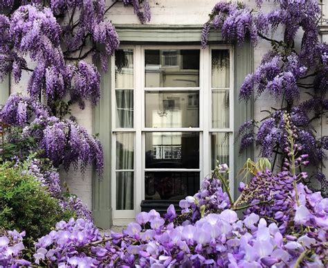 Wisteria