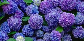 Hydrangeas wallpapers