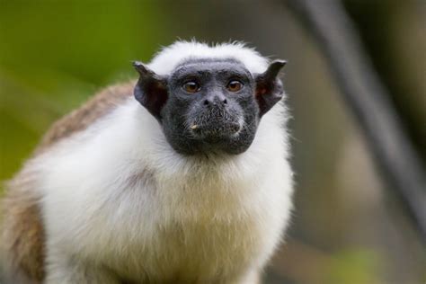 Pied tamarins