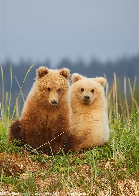 Bear cubs