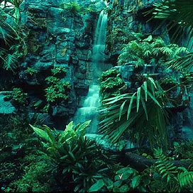 Amazon rainforest