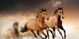 Wild horses wallpapers