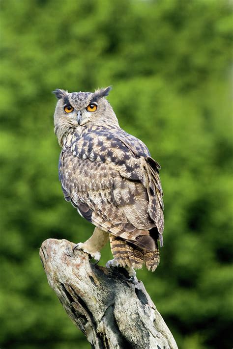 European eagle owls