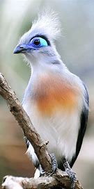 Crested couas
