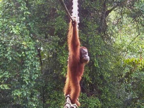 Orangutan uses canopy bridge for first time to cross road