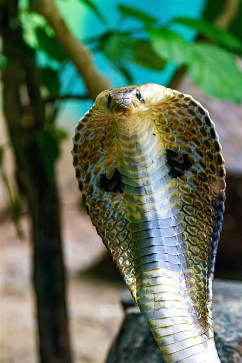 300 000+ Hannah+marie+royal+spider-man+leaks banque d’images et photos libres de droit ...