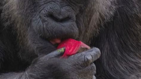 The world's oldest gorilla celebrates her 69th birthday