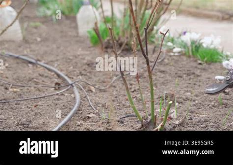 Gardener pruning dead parts of roses in spring close-up. High quality ...