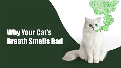 Cat Gum Disease: Signs, Causes & Easy Prevention Tips | Zigly