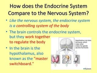 Endocrine System Notes Bryant 7th Grade Science | PPT