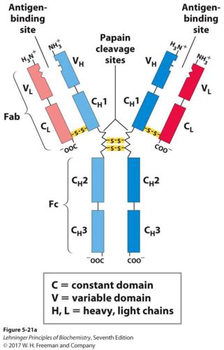 24 - 25 Flashcards | Quizlet