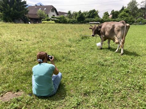 A tool-using bovine has researchers rethinking cow intelligence | WCMU Public Media