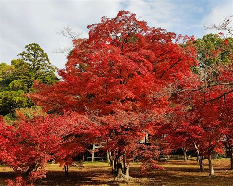 Tips And Tricks - Everything You Need To Know For Your Next Trip To Japan