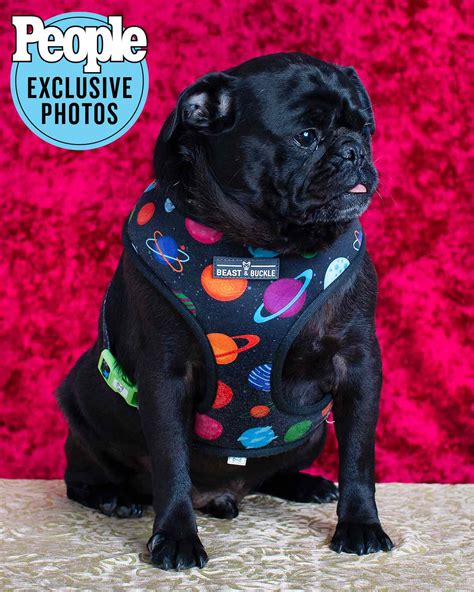 California's Ugliest Dog Contest 2022 Winner and Contestant [PHOTOS]