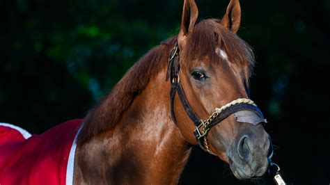 Kentucky Derby 2026 horses, why each can win Run for the Roses 152
