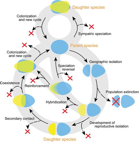 Speciation Through the Lens of Population Dynamics: A Theoretical ...