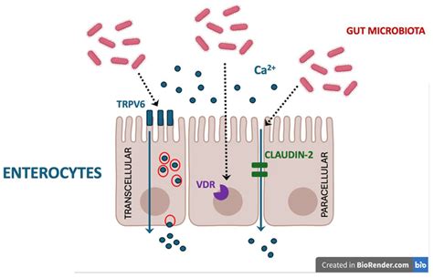 Impact of Gut Microbiota on Bone Metabolism—Present Concepts and Therapeutic Implications