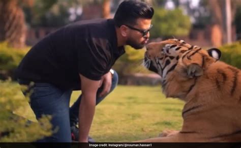 टाइगर को Kiss करता दिखा पाकिस्तानी इंफ्लुएंसर, कैमरे में कैद हुआ रोंगटे ...