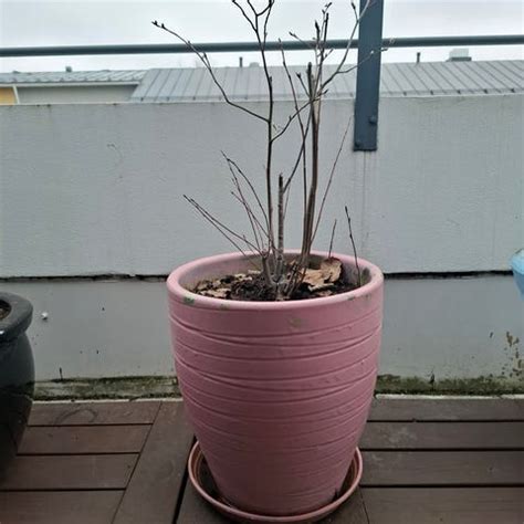 Matrix GLM 51 CE-1 ruohonleikkuri | Tori