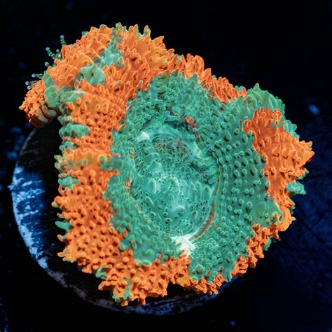 Captain Hooks Asian acan