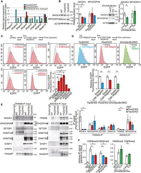 piRNA-mediated silencing of exogenous retrovirus in mouse ...