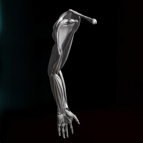💪 Arm Anatomy Bones and Muscles ANATOMY Limbs Skeleton BONES・ STL Datei für 3D-Druck, CNC ...