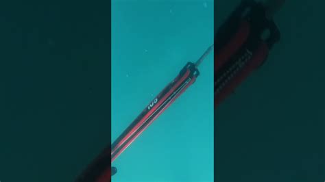 My dinner escaped #lobsterfishing #fishing #spearfishing