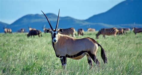 A South African reserve shows how carbon can catalyze rewilding conservation