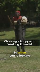 Choosing a puppy for working potential