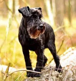 Crested Schnauzer vs Rampur Greyhound Comparison | Dogell.com