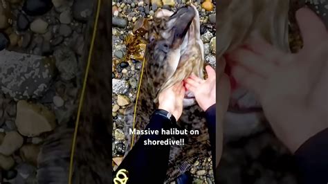 Can you guess the weight? #halibut #spearfishing