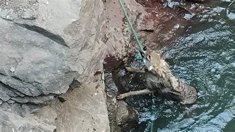 MP News: Jackal Safely Rescued From Farm Well In Panna Tiger Reserve ...